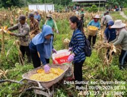 *Panen 4 Ton Jagung, Polsek Dusun Timur Dorong Ketahanan Pangan dan Swasembada di Desa Sumur*