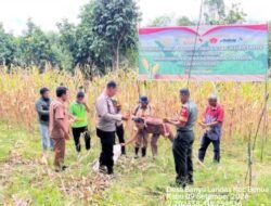 *Panen 8 Ton Jagung Pipil, Polsek Benua Lima Dorong Desa Banyu Landas Jadi Penguat Ketahanan Pangan*
