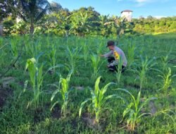 Mendukung Ketahanan Pangan, Personil Polsek Katingan Hulu dan Bukit Raya Cek Lokasi Pemanfaatan Pekarangan Warga.