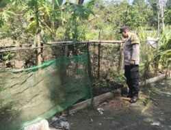Polsek Kapuas Barat Tinjau Sektor Peternakan di Desa Sei Kayu Dukung Ketahanan Pangan