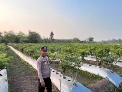 Dalam Rangka Mendukung Program Pemerintah, Bhabinkamtibmas Desa Tewang Kampung Polsek Mendawai Cek Lokasi Pemanfaatan Lahan Pekarangan Warga