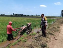 Dukung Ketahanan Pangan, Bhabinkamtibmas Polres Pulang Pisau Pantau Pengolahan Sawah Warga Desa Gadabung