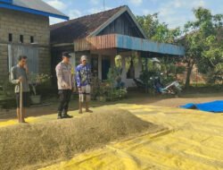 Dukung Ketahanan Pangan, Bhabinkamtibmas Food Estate Pantau Hasil Panen Padi Warga Belanti Siam