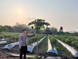 Dalam Rangka Mendukung Program Pemerintah, Bhabinkamtibmas Desa Mendawai Polsek Mendawai Cek Lokasi Pemanfaatan Lahan Pekarangan Warga