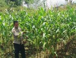 ‎Mendukung Ketahanan Pangan, Personil Polsek Katingan Hulu  Cek Lokasi Pemanfaatan Pekarangan Warga.