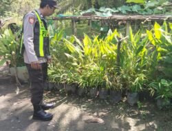 Polsek Kapuas Barat Dorong Pemanfaatan Pekarangan Produktif, Dukung Ketahanan Pangan di Saka Mangkahai