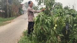 Giat Monitoring Dan Pendampingan Pemanfaatan Lahan Pekerangan Dalam Rangka Implementasi Asta Cita Presiden Republik Indonesia Dalam Bidang Ketahanan Pangan Oleh Polsek kapuas Hilir Polres Kapuas