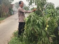 Giat Monitoring Dan Pendampingan Pemanfaatan Lahan Pekerangan Dalam Rangka Implementasi Asta Cita Presiden Republik Indonesia Dalam Bidang Ketahanan Pangan Oleh Polsek kapuas Hilir Polres Kapuas